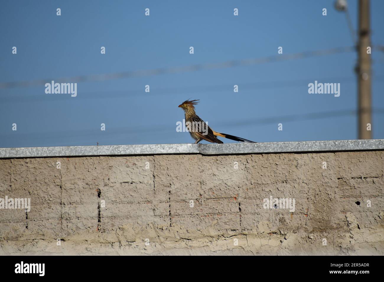 Side view of Brazilian yellow bird (guira cuckoo) with high crest and red beak admiring the blue sky in a brick cemented wall with wires in the back. Stock Photo
