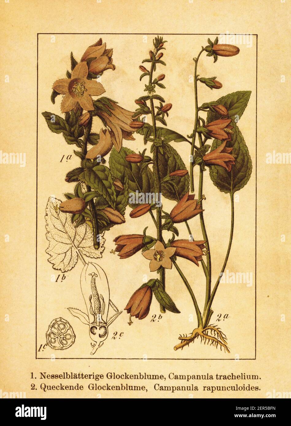 Antique illustration of nettleleaved bellflower and creeping