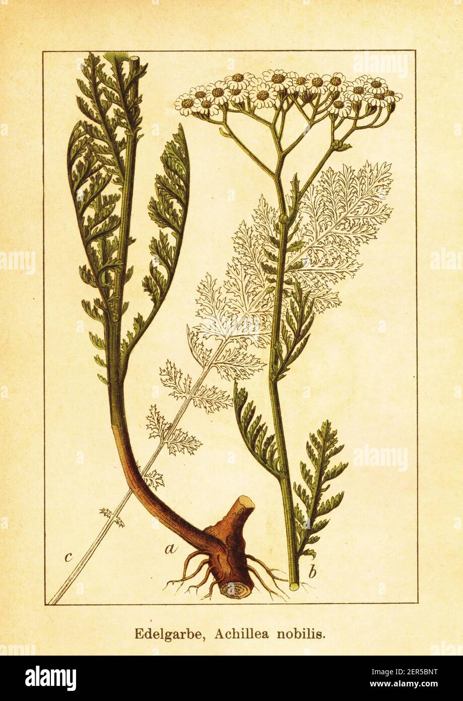 Antique engraving of noble yarrow. Illustration by Jacob Sturm (1771-1848) from the book Deutschlands Flora in Abbildungen nach der Natur mit Beschrei Stock Photo