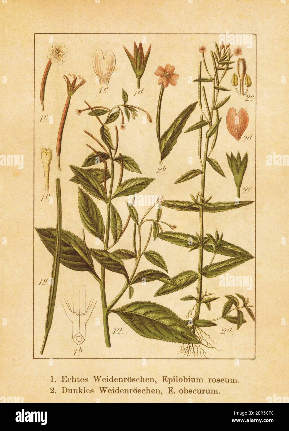 Antique illustration of an epilobium roseum (also known as pale willowherb) and epilobium obscurum (also known as dwarf willowherb or short-fruited wi Stock Photo