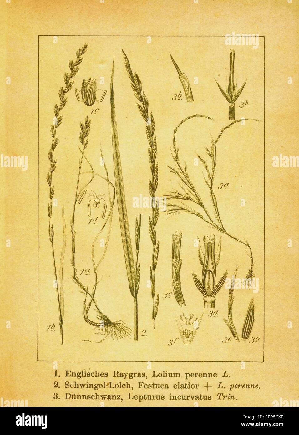 Antique engraving of perennial ryegrass, meadow fescue and curved sicklegrass. Illustration by Jacob Sturm (1771-1848) from the book Deutschlands Flor Stock Photo