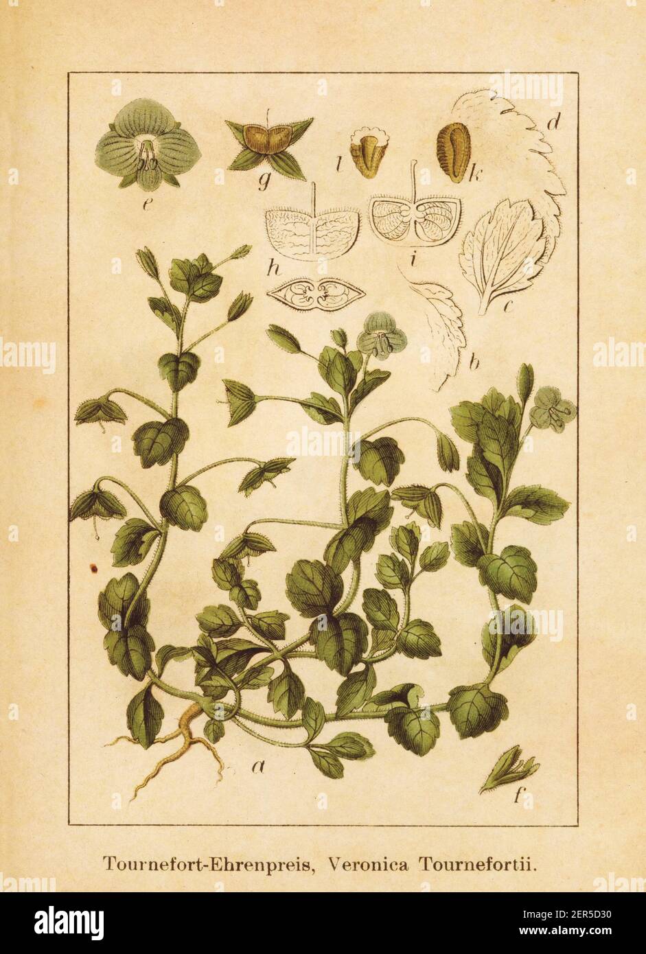 Antique illustration of a veronica persica also known as veronica tournefortii, Persian speedwell, large field speedwell, bird's-eye speedwell or wint Stock Photo