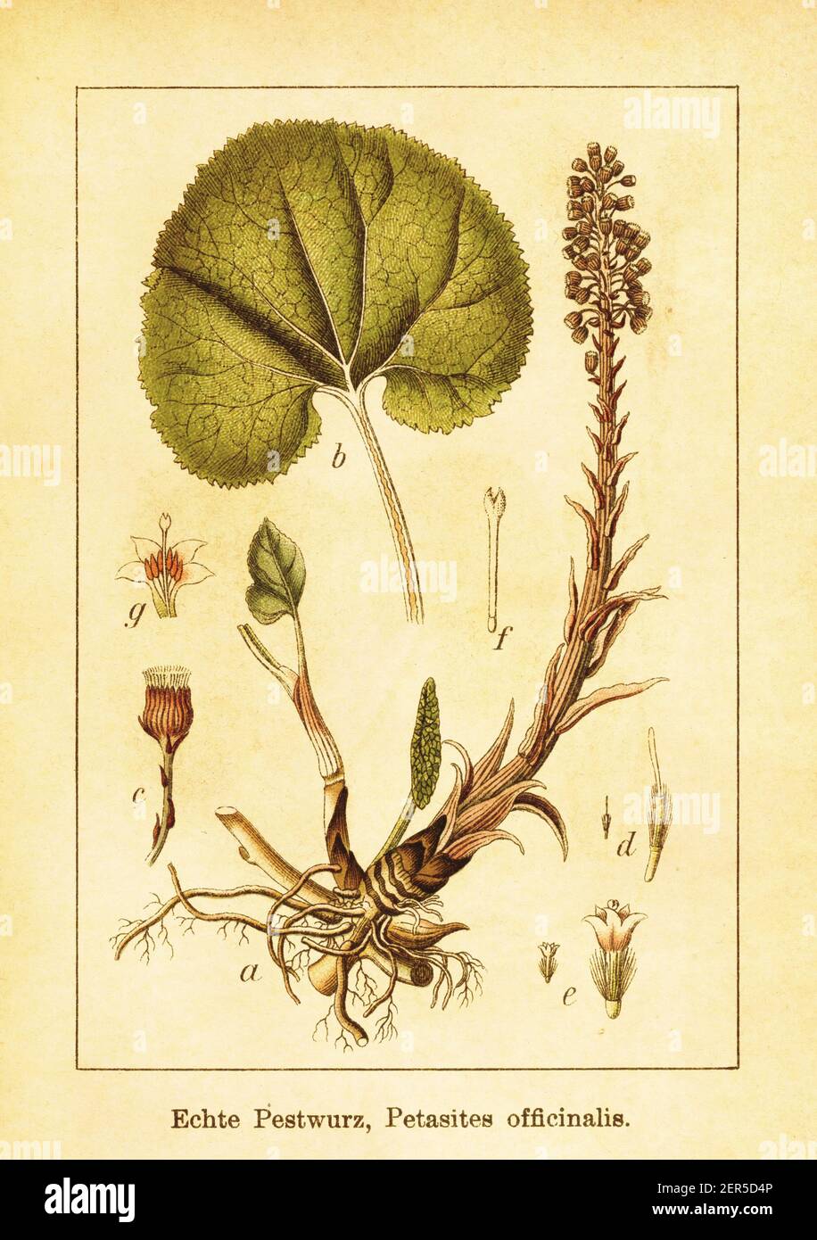 19th-century engraving of Petasites officinalis. Illustration by Jacob Sturm (1771-1848) from the book Deutschlands Flora in Abbildungen nach der Natu Stock Photo