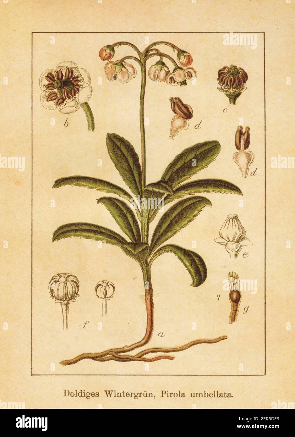Antique illustration of a chimaphila umbellata, also known as pyrola umbellata, pipsissewa, umbellate wintergreen or prince's pine. Engraved by Jacob Stock Photo