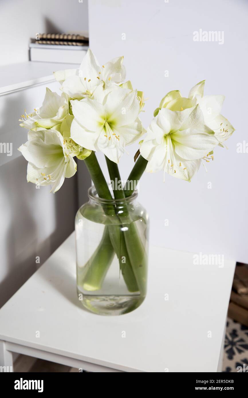 Bouquet of white lilies in a tall glass vase on a beige table against a ...
