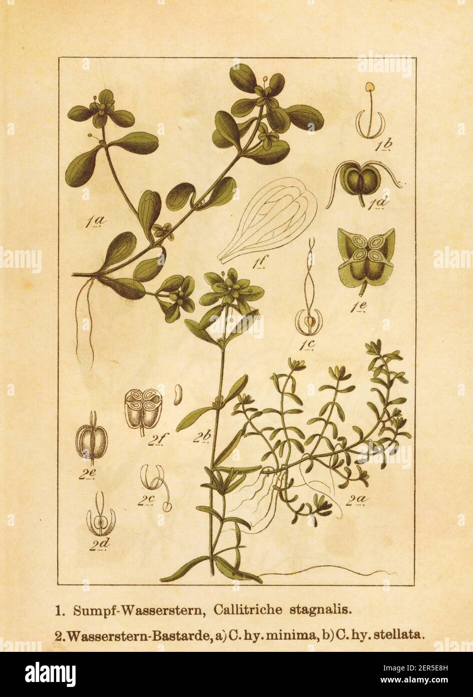 Antique illustration of a callitriche stagnalis (also known as pond water starwort) and callitriche palustris (also known as callitriche minima, calli Stock Photo