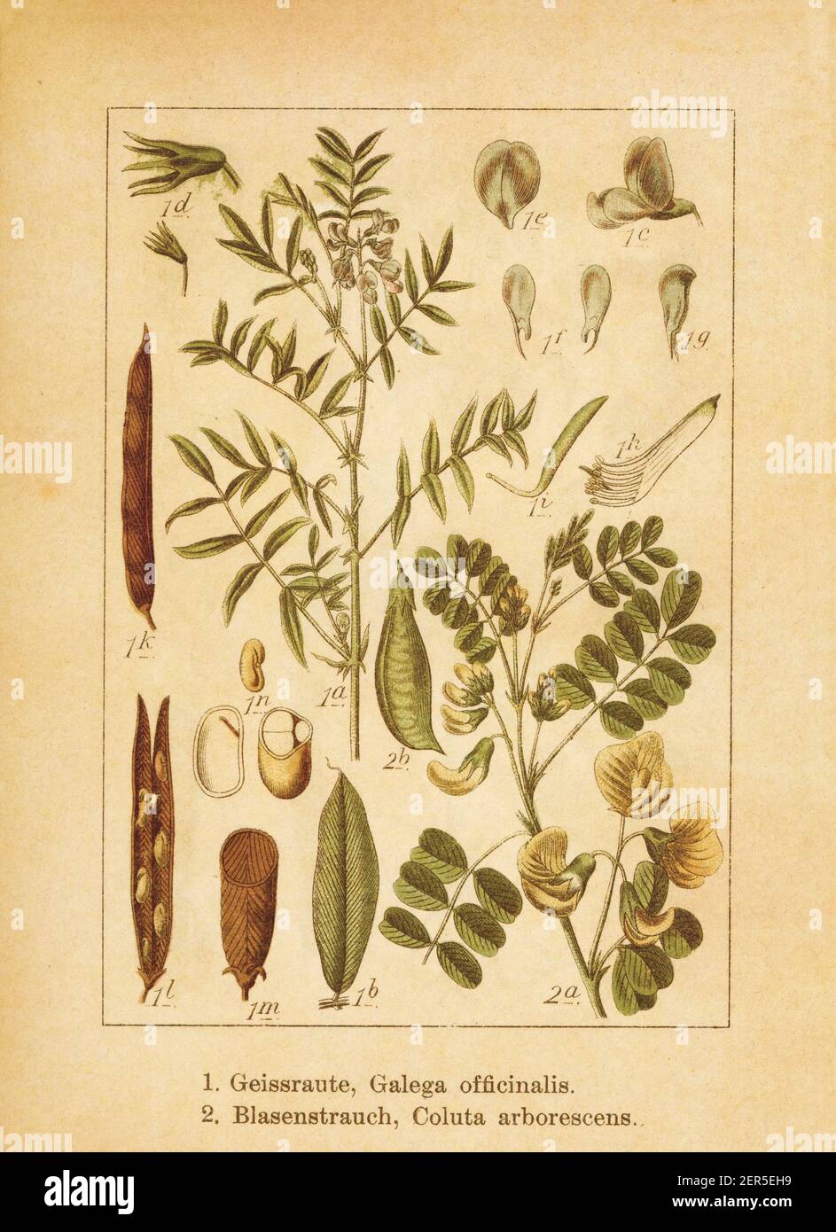 Antique illustration of a galega officinalis (also known as professor-weed, goat's rue, French lilac, Italian fitch) and colutea arborescens (also kno Stock Photo