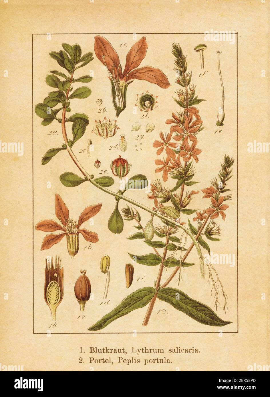 Antique illustration of a lythrum salicaria (also known as purple loosestrife) and lythrum portula (also known as peplis portula or spatulaleaf looses Stock Photo