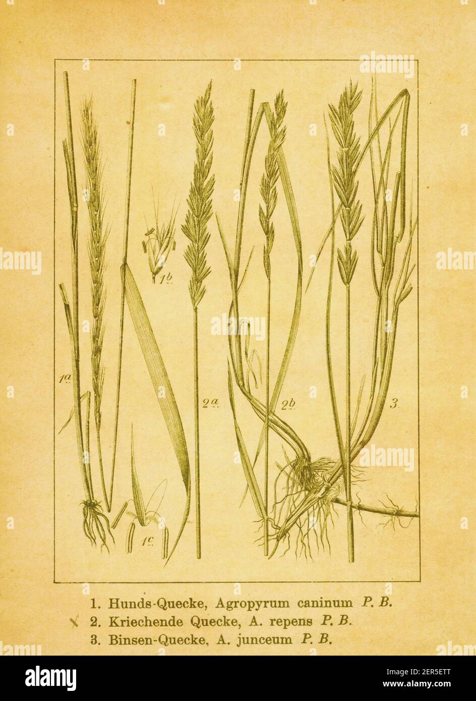 Antique 19th-century illustration of quackgrass, bearded wheatgrass and rushy wheatgrass. Engraving by Jacob Sturm (1771-1848) from the book Deutschla Stock Photo