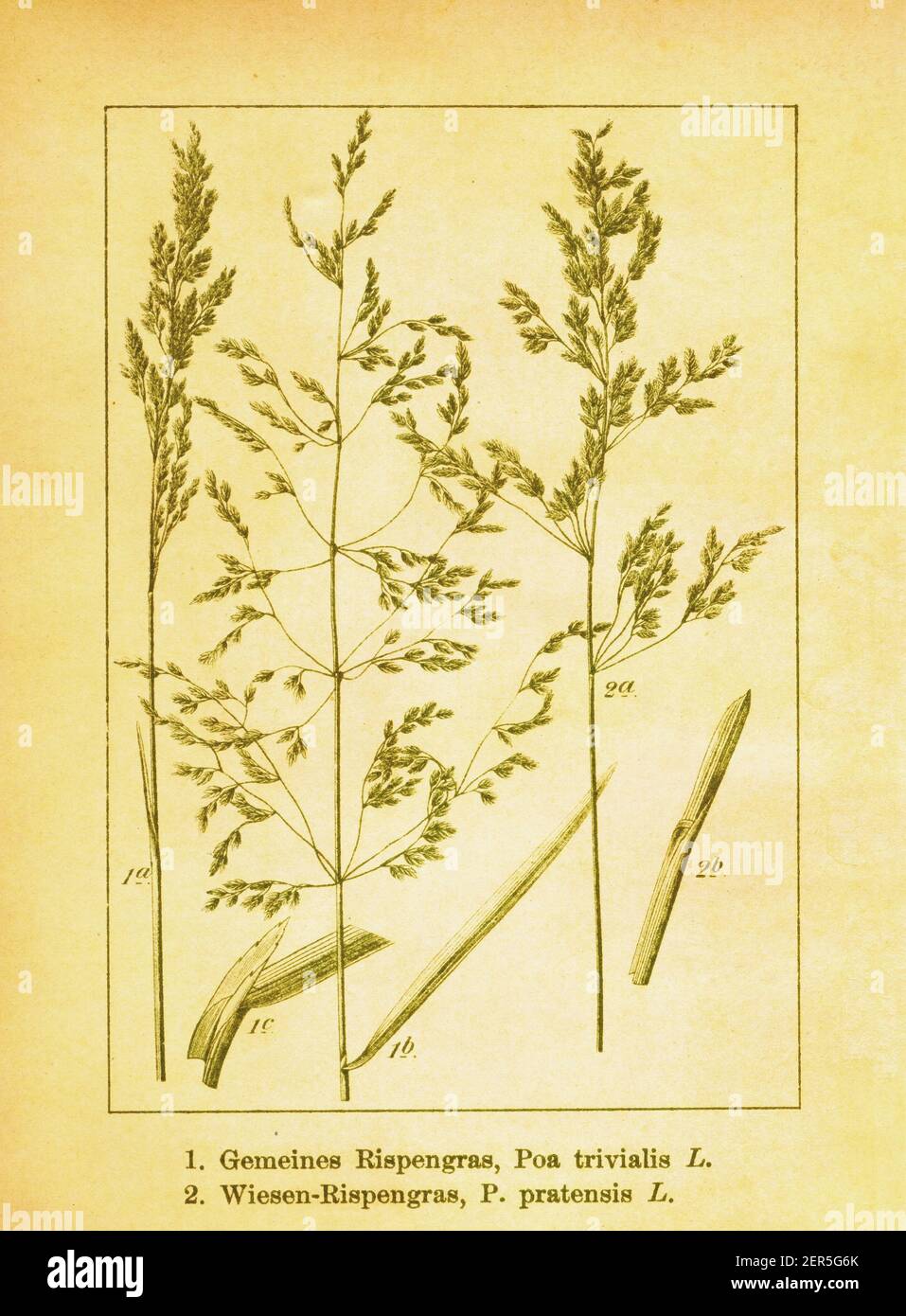 Antique illustration of rough bluegrass and Kentucky bluegrass. Engraving by Jacob Sturm (1771-1848) from the book Deutschlands Flora in Abbildungen n Stock Photo