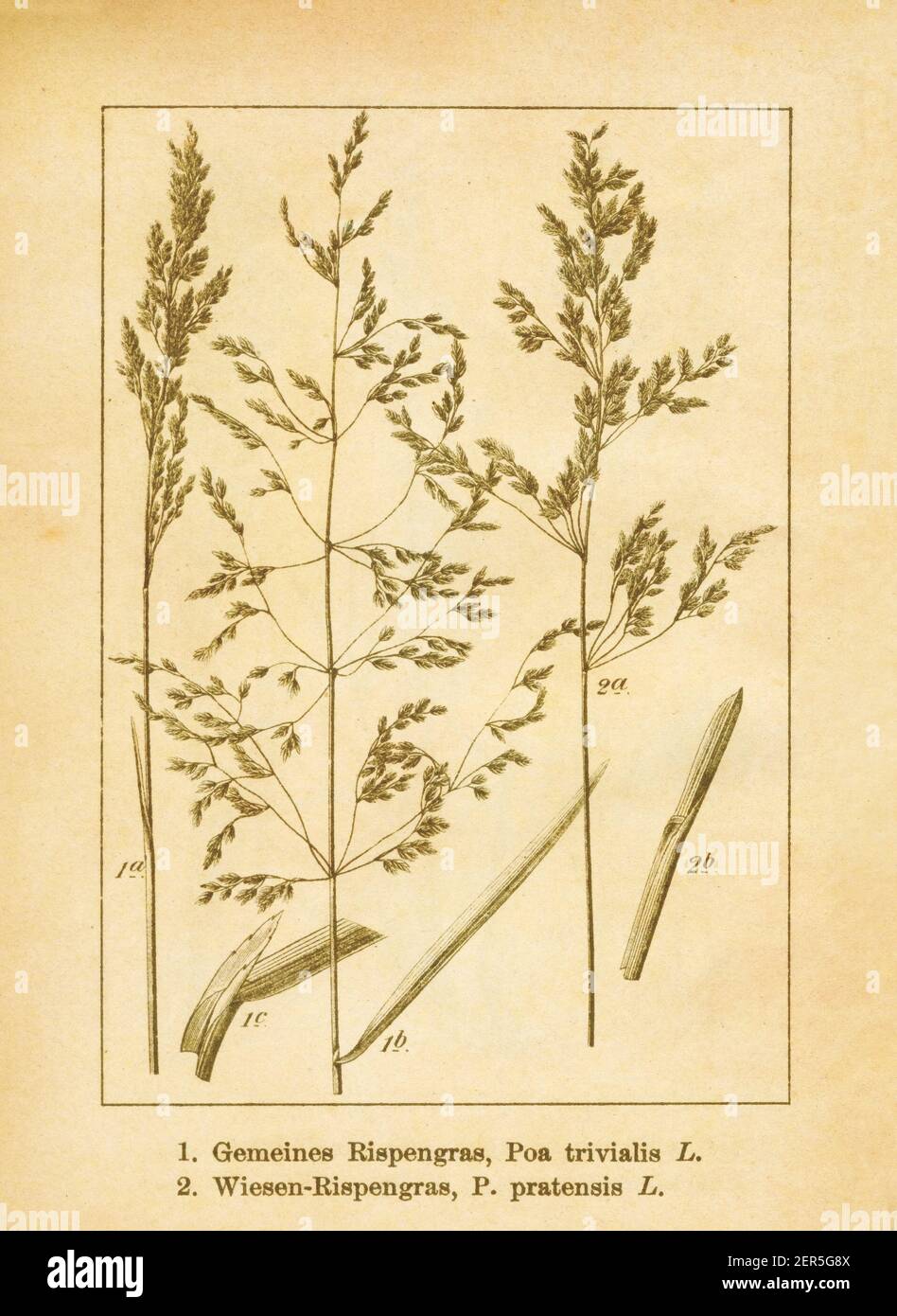 Antique illustration of poa trivialis (also known as rough bluegrass or rough-stalked meadow grass) and poa pratensis (also known as Kentucky bluegras Stock Photo