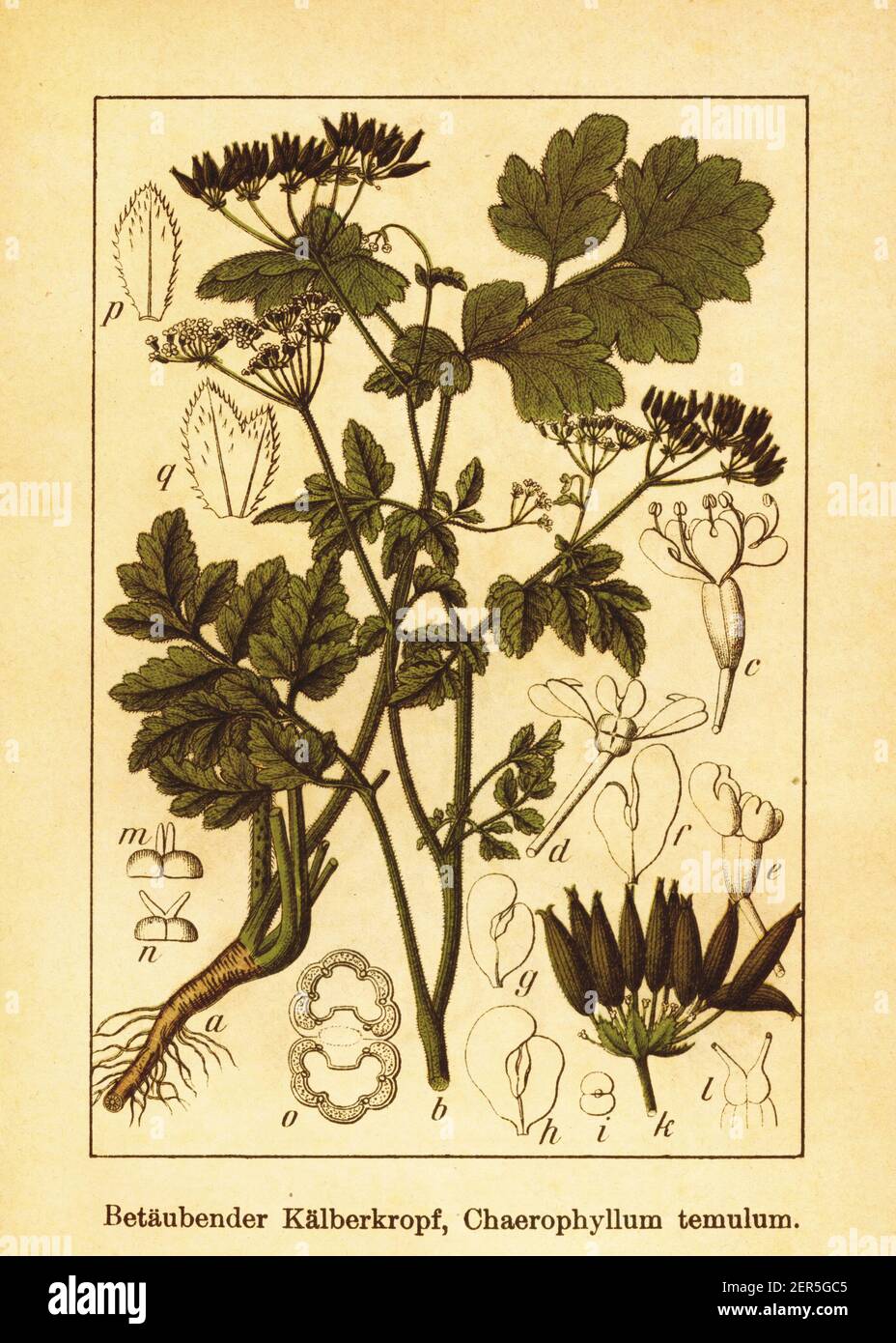 19th-century illustration of rough chervil. Engraving by Jacob Sturm (1771-1848) from the book Deutschlands Flora in Abbildungen nach der Natur mit Be Stock Photo