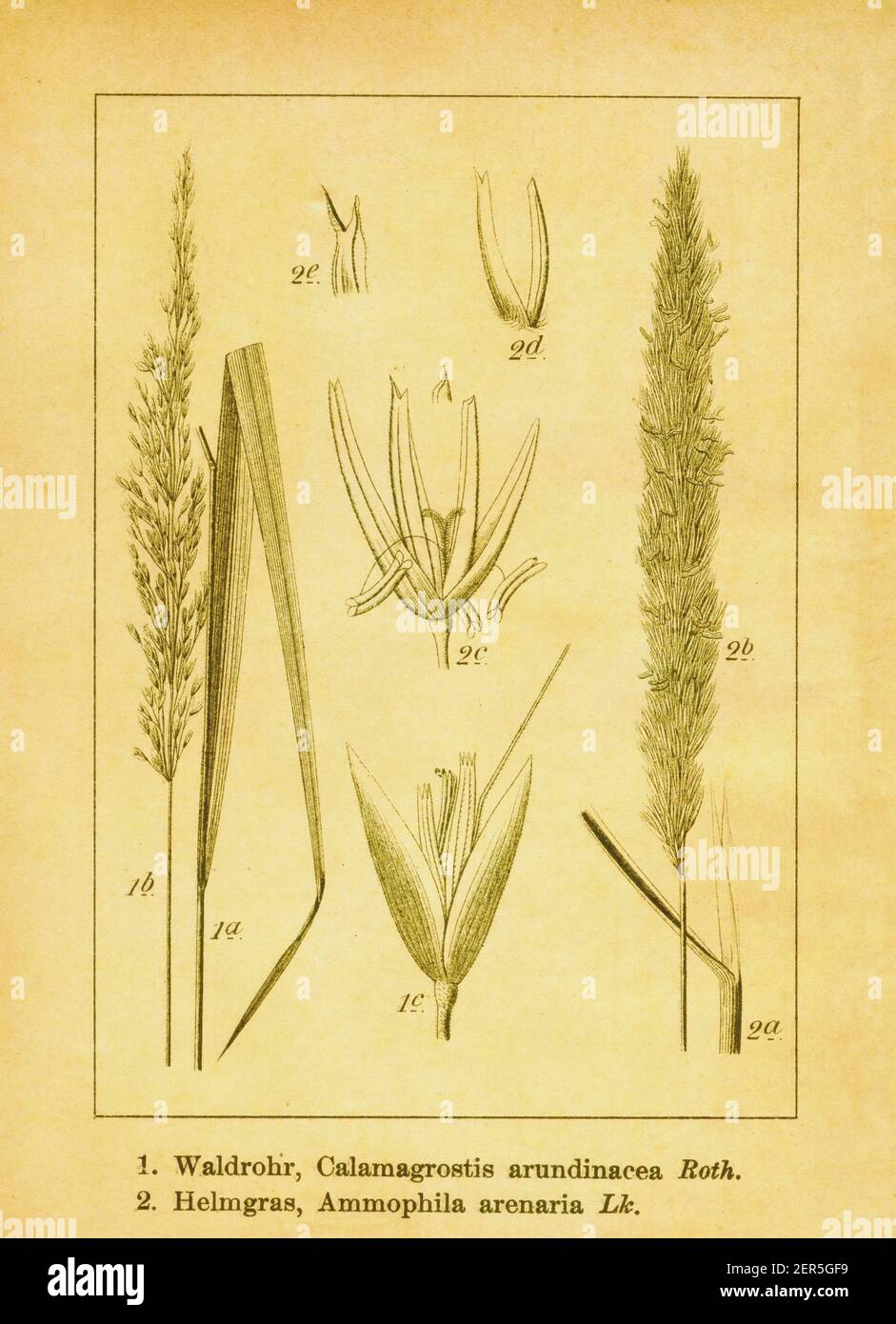 Antique 19th-century illustration of rough small-reed and European beachgrass. Engraving by Jacob Sturm (1771-1848) from the book Deutschlands Flora i Stock Photo