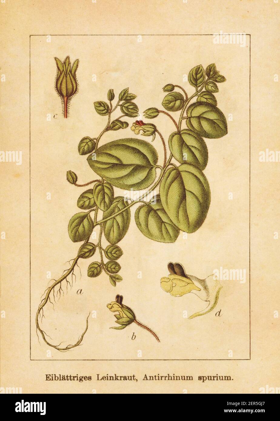Antique illustration of an antirrhinum spurium, also known as kickxia spuria, roundleaf cancerwort or round-leaved fluellin. Engraved by Jacob Sturm ( Stock Photo