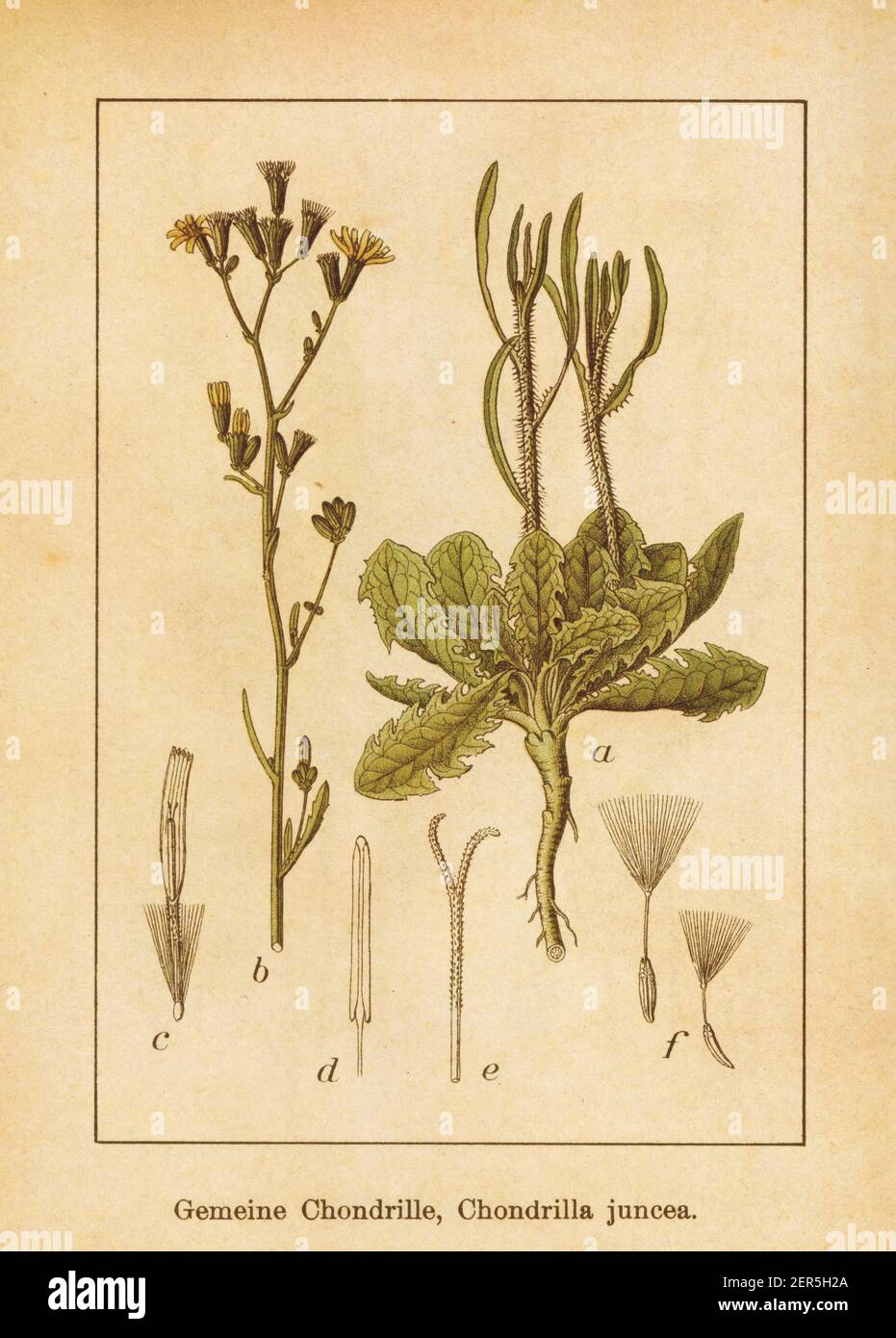 Antique illustration of a chondrilla juncea, also known as rush skeletonweed, gum succory, devil's grass or nakedweed. Engraved by Jacob Sturm (1771-1 Stock Photo