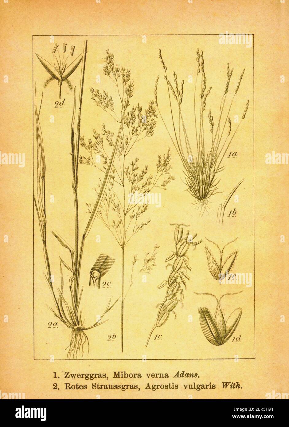 Antique 19th-century illustration of sandgrass and colonial bentgrass. Engraving by Jacob Sturm (1771-1848) from the book Deutschlands Flora in Abbild Stock Photo