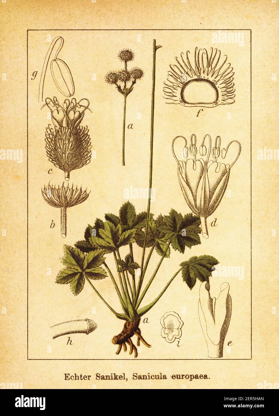 Antique illustration of sanicle. Engraving by Jacob Sturm (1771-1848) from the book Deutschlands Flora in Abbildungen nach der Natur mit Beschreibunge Stock Photo