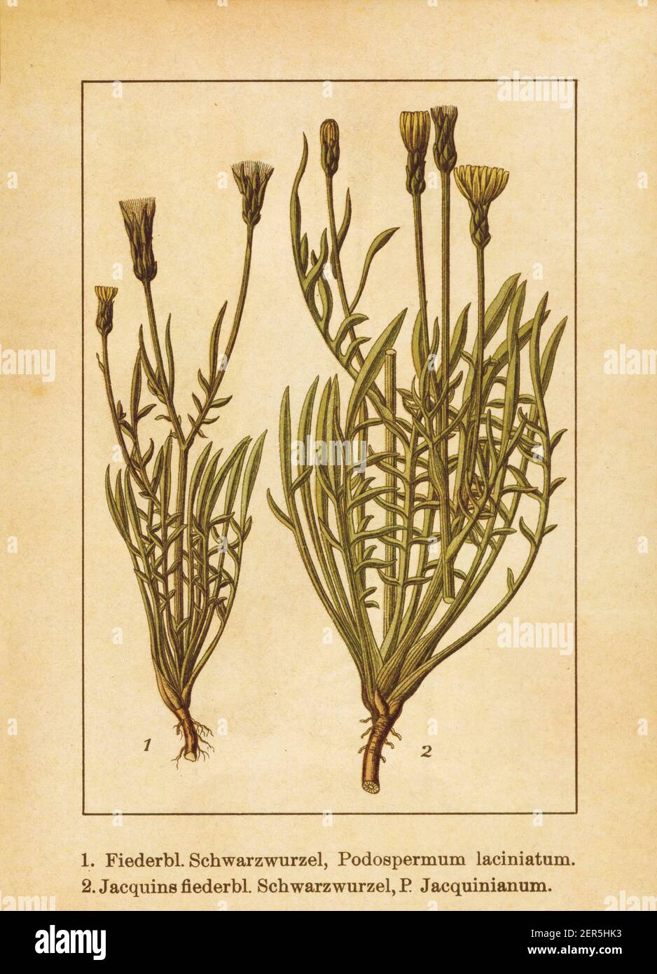 Antique illustration of a scorzonera laciniata (also known as podospermum laciniatum, cutleaf vipergrass, laciniate viper's grass) and scorzonera cana Stock Photo