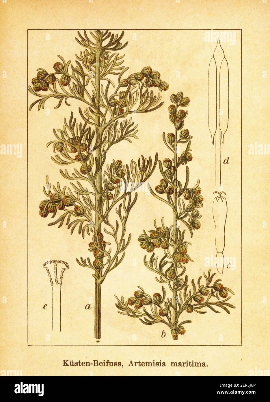 Antique 19th-century engraving ofsea wormwood. Illustration by Jacob Sturm (1771-1848) from the book Deutschlands Flora in Abbildungen nach der Natur Stock Photo