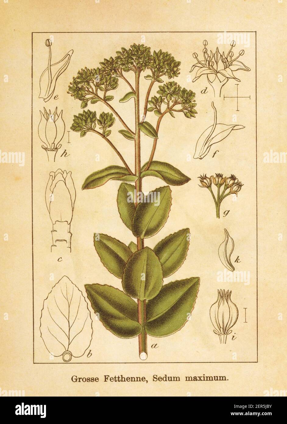 Antique illustration of a sedum maximum, also known as stonecrop. Engraved by Jacob Sturm (1771-1848) and published in the book Deutschlands Flora in Stock Photo