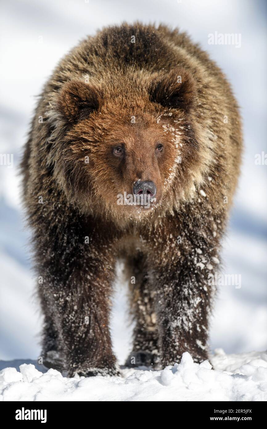 Wild adult Brown Bear (Ursus Arctos) in the winter forest. Dangerous animal in natural habitat. Wildlife scene Stock Photo