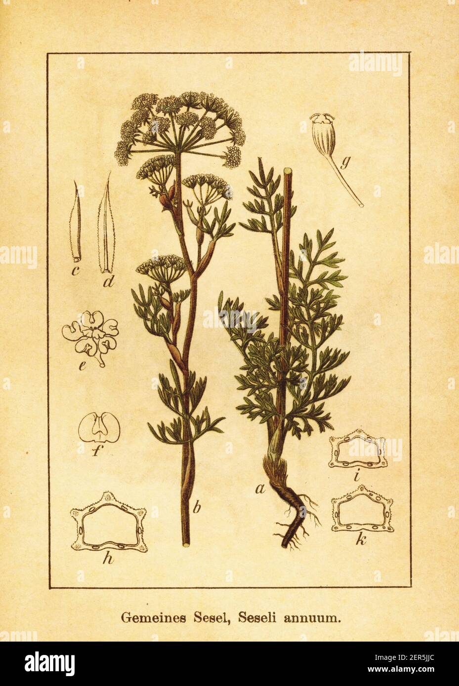 19th-century engraving of seseli annuum. Illustration by Jacob Sturm (1771-1848) from the book Deutschlands Flora in Abbildungen nach der Natur mit Be Stock Photo