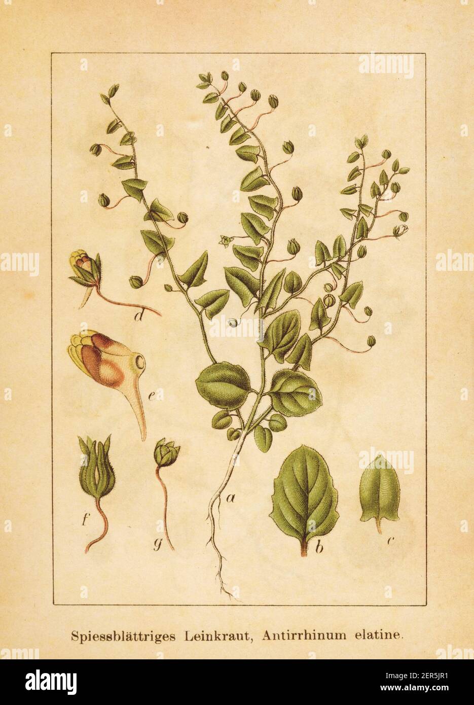 Antique illustration of an antirrhinum elatine, also known as kickxia elatine, sharpleaf cancerwort or sharp-leaved fluellin. Engraved by Jacob Sturm Stock Photo