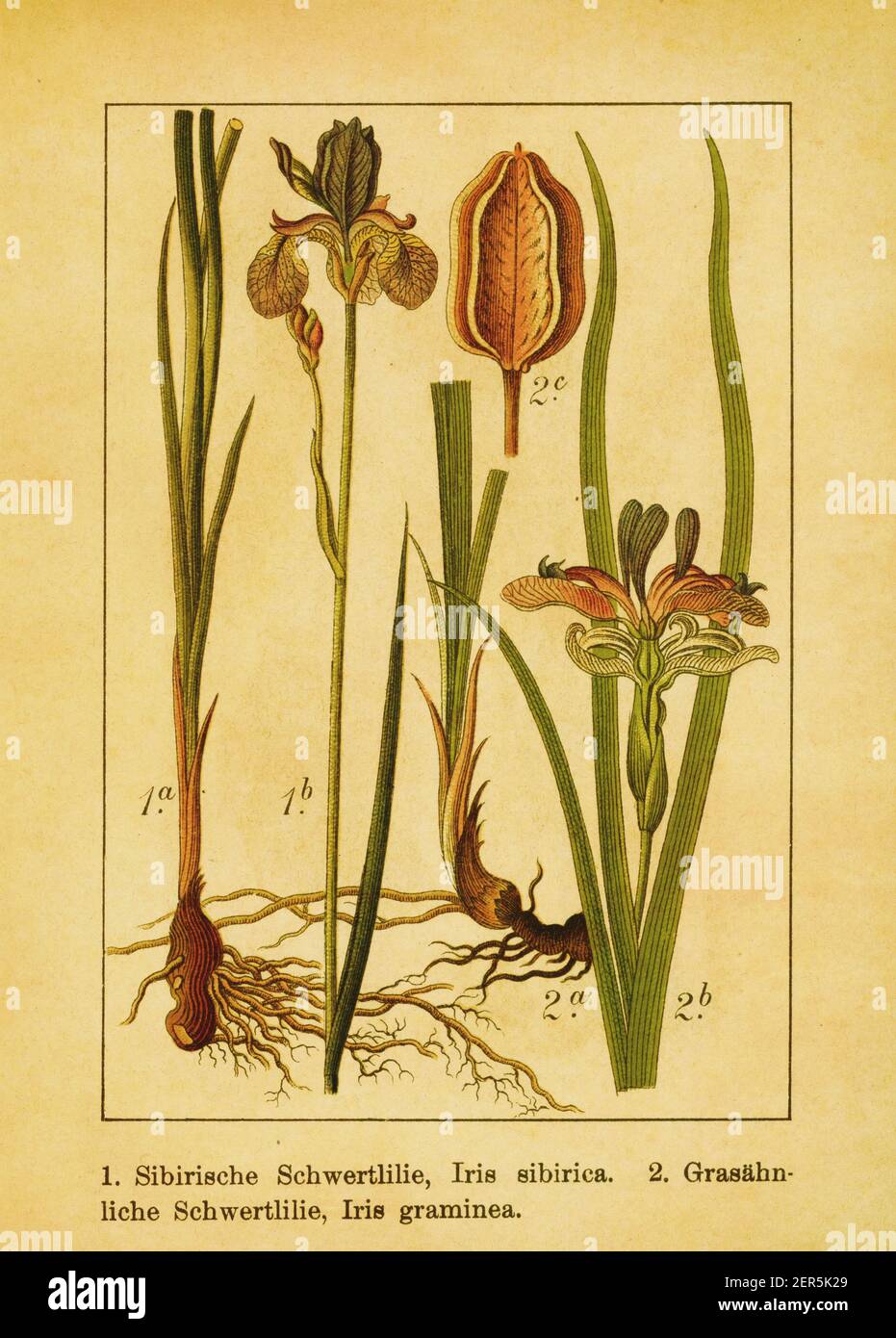Antique 19th-century illustration of Siberian iris and Iris graminea. Engraving by Jacob Sturm (1771-1848) from the book Deutschlands Flora in Abbildu Stock Photo