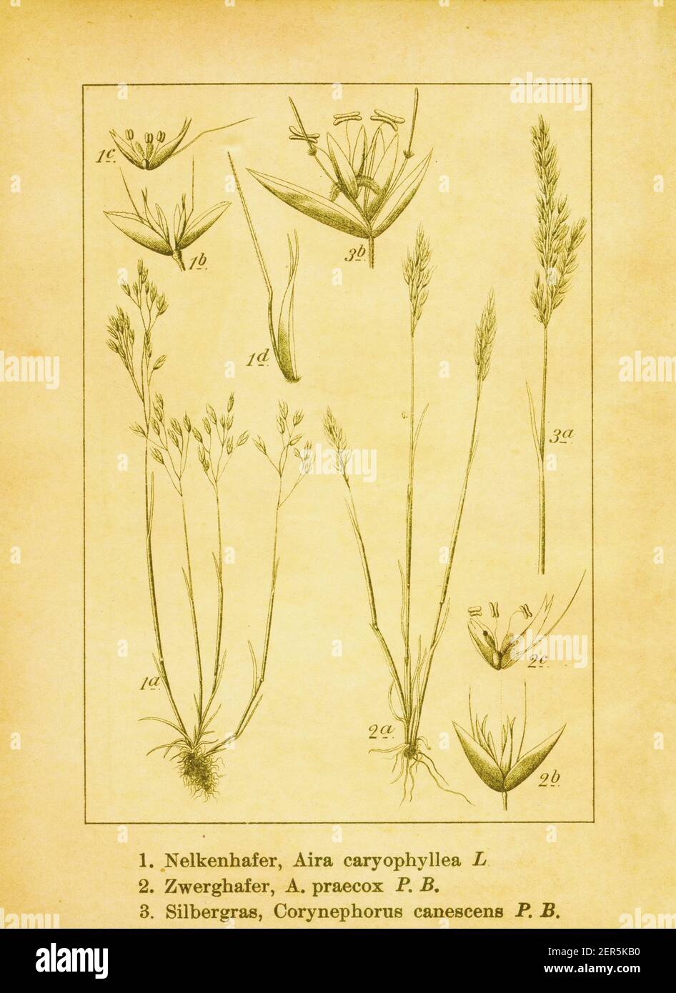 19th-century illustration of silver hairgrass, yellow hairgrass and gray clubawn grass. Engraving by Jacob Sturm (1771-1848) from the book Deutschland Stock Photo