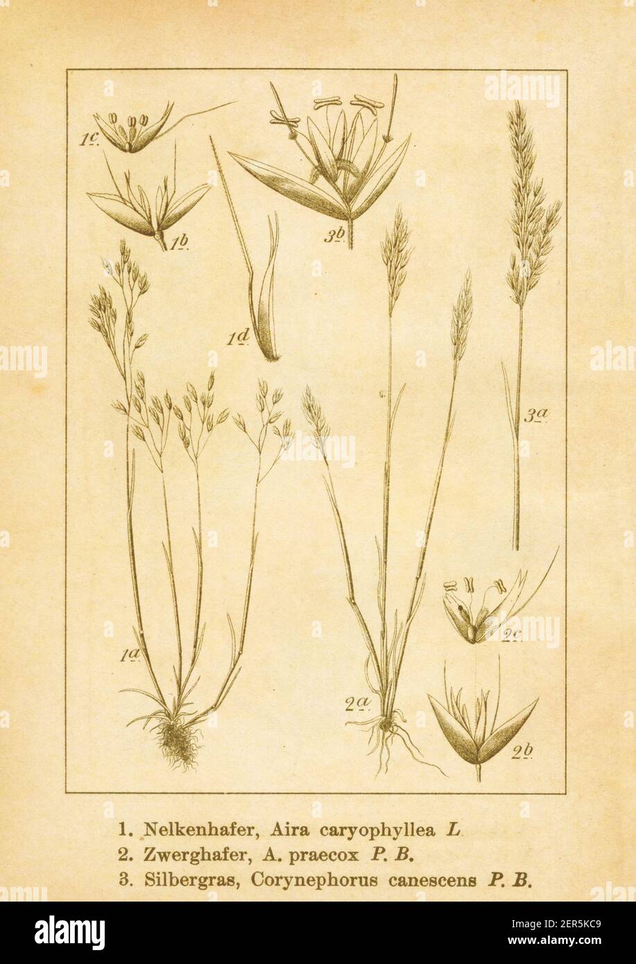 Antique illustration of an aira caryophyllea (also known as silver hairgrass), aira praecox (also known as yellow hairgrass or spike hairgrass) and c Stock Photo