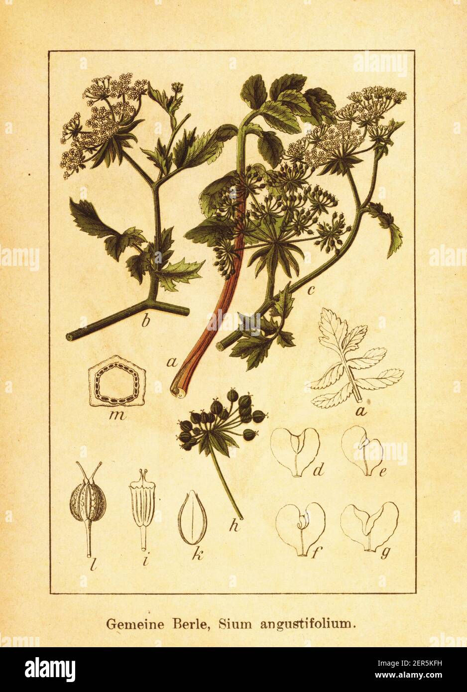 19th-century engraving of sium angustifolium. Illustration by Jacob Sturm (1771-1848) from the book Deutschlands Flora in Abbildungen nach der Natur m Stock Photo