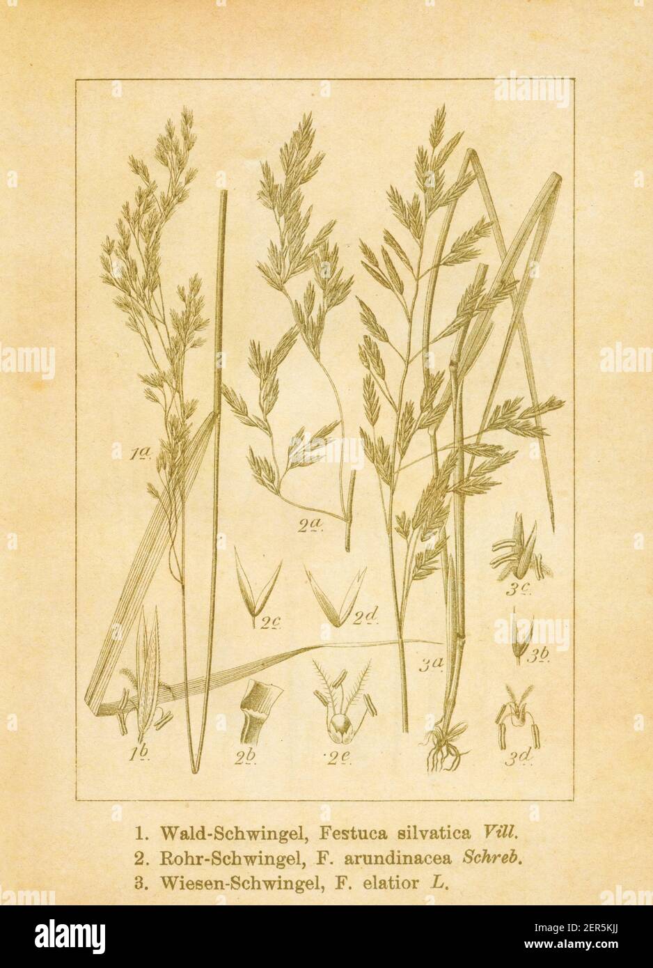 Antique illustration of festuca sylvatica (also known as brachypodium sylvaticum, slender false brome, wood false brome or false brome), festuca arund Stock Photo