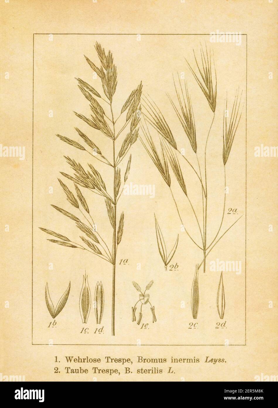 Antique illustration of bromus inermis (also known as smooth brome) and bromus sterilis (also known as poverty brome, barren brome and sterile brome). Stock Photo