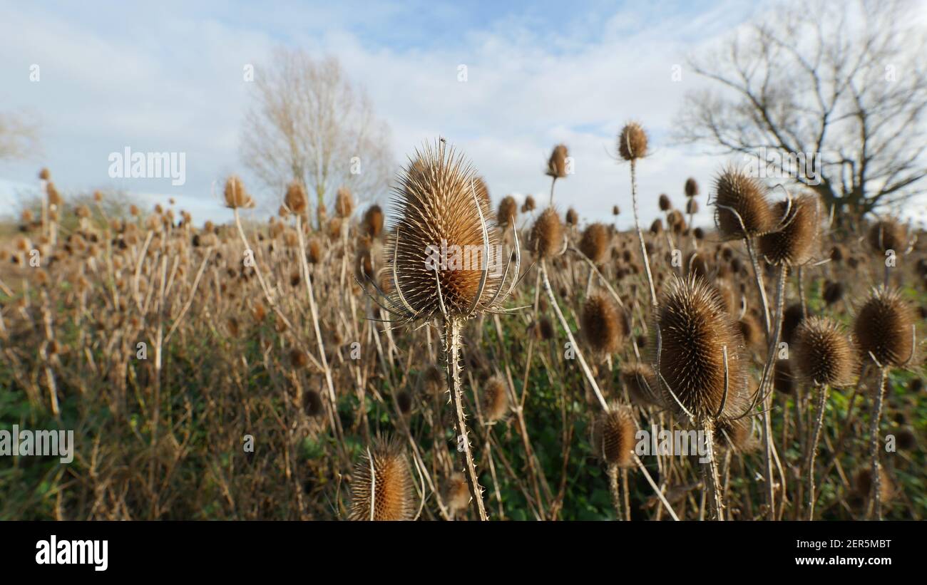 Common Teasel Seed Head in a Wildflower Meadow in the United Kingdom.  Beautiful Spiky Weeds Growing in the Wild, Natural Habitat for Wildlife Stock Photo