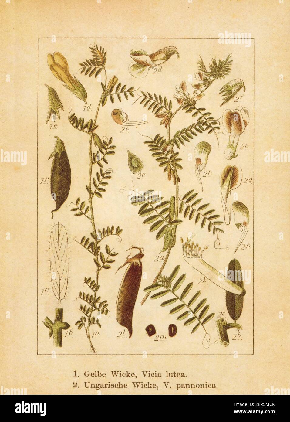Antique illustration of a vicia lutea (also known as smooth yellow vetch or yellow vetch) and vicia pannonica (also known as Hungarian vetch). Engrave Stock Photo