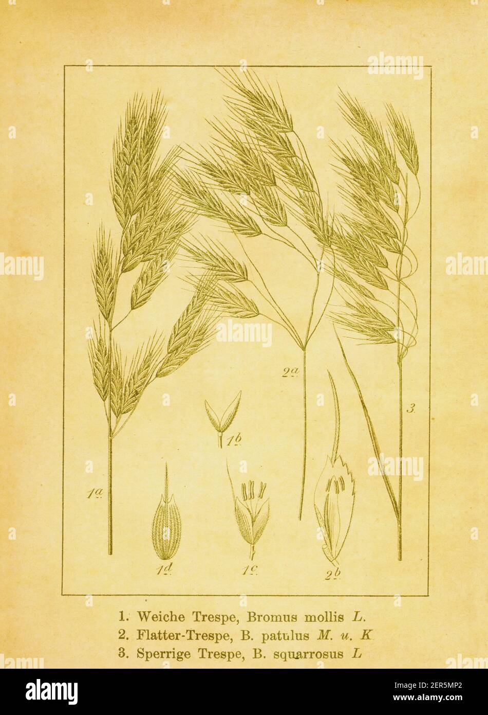 19th-century illustration of soft brome, Japanese brome and corn brome. Engraving by Jacob Sturm (1771-1848) from the book Deutschlands Flora in Abbil Stock Photo
