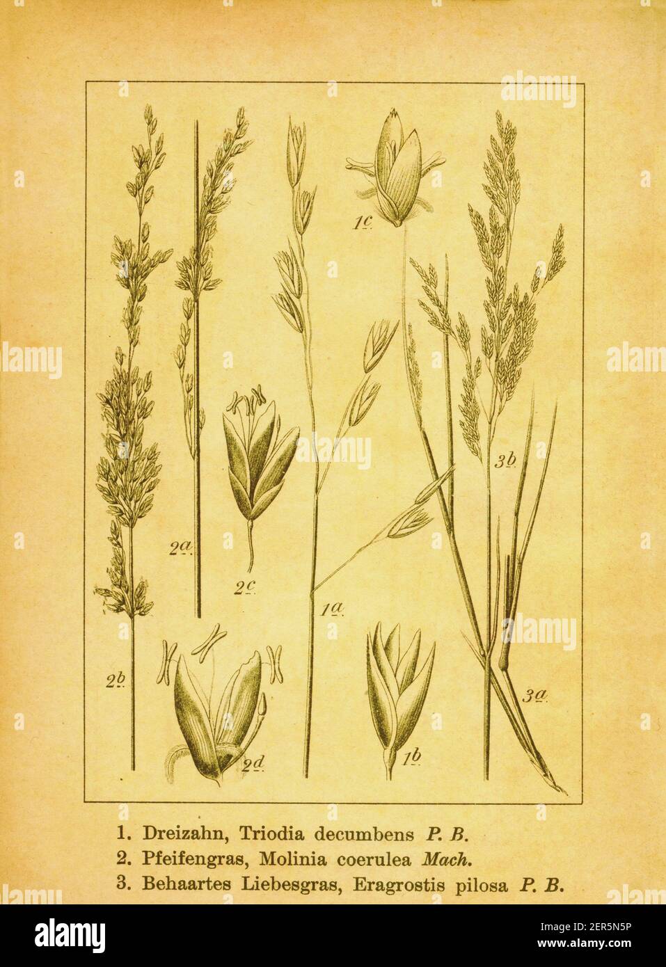 19th-century engraving of spinifex, purple moor grass and soft lovegrass. Illustration by Jacob Sturm (1771-1848) from the book Deutschlands Flora in Stock Photo