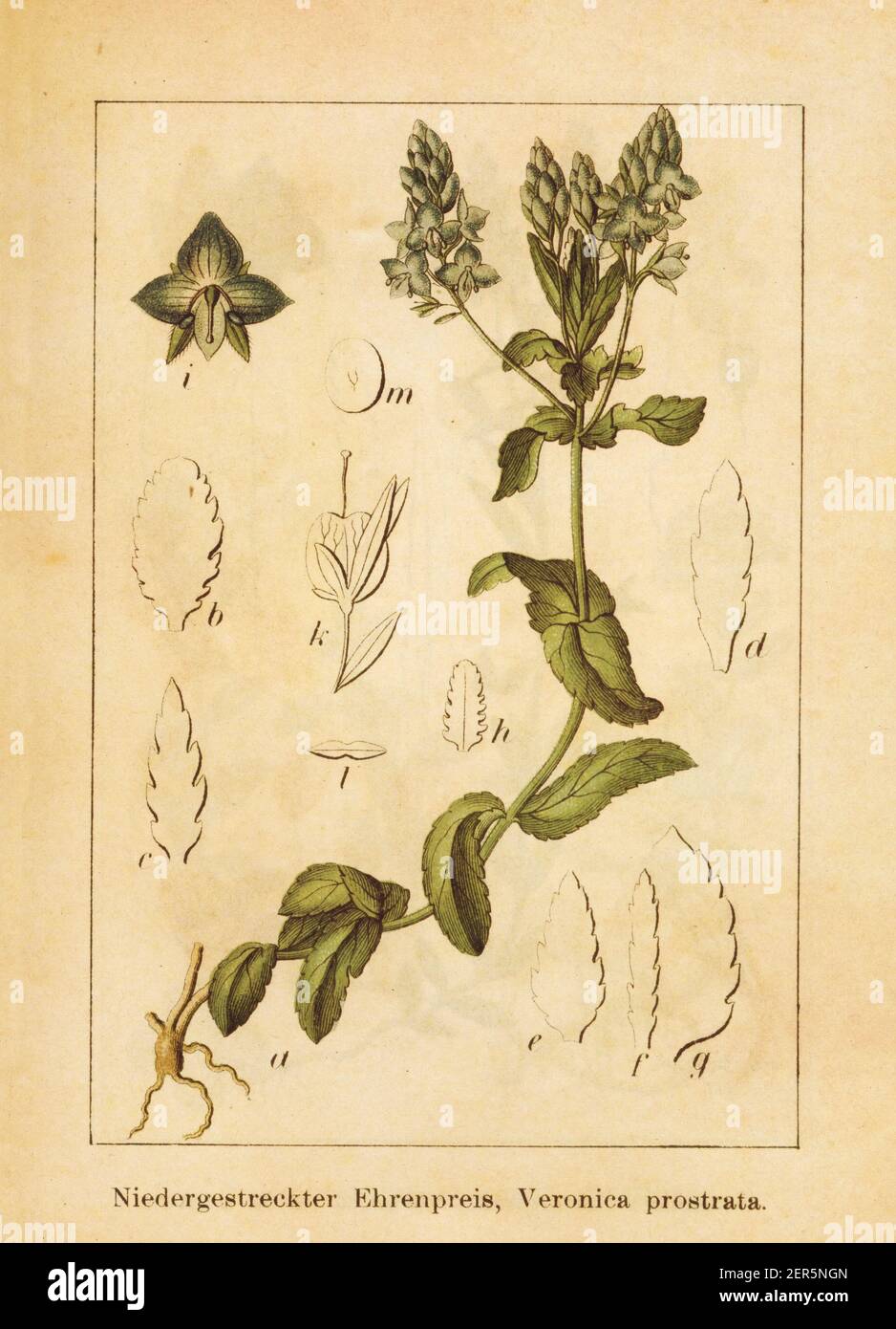 Antique illustration of a veronica prostrata, also known as sprawling speedwell or prostrate speedwell. Engraved by Jacob Sturm (1771-1848) and publis Stock Photo