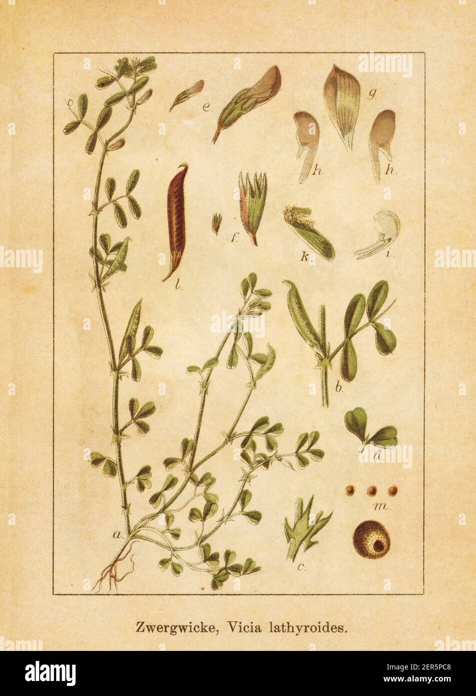 Antique illustration of a vicia lathyroides, also known as spring vetch. Engraved by Jacob Sturm (1771-1848) and published in the book Deutschlands Fl Stock Photo