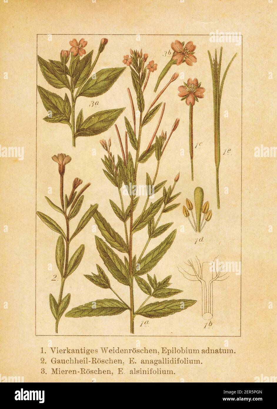 Antique illustration of an epilobium adnatum (also known as epilobium tetragonum or square-stemmed willowherb), epilobium anagallidifolium (also known Stock Photo