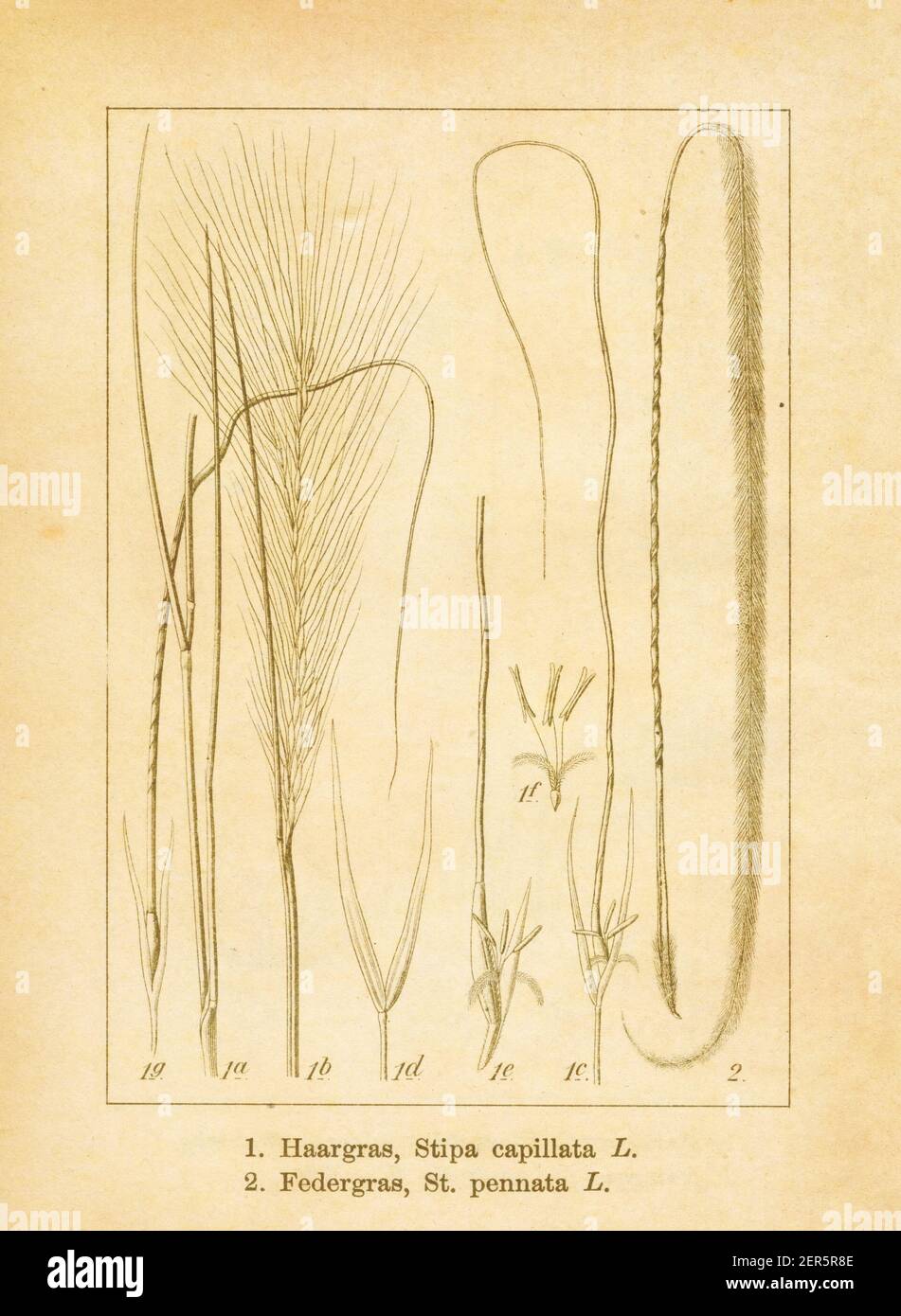 Antique illustration of a stipa capillata and stipa pennata (also known as feather grass or European feather grass). Engraved by Jacob Sturm (1771-184 Stock Photo