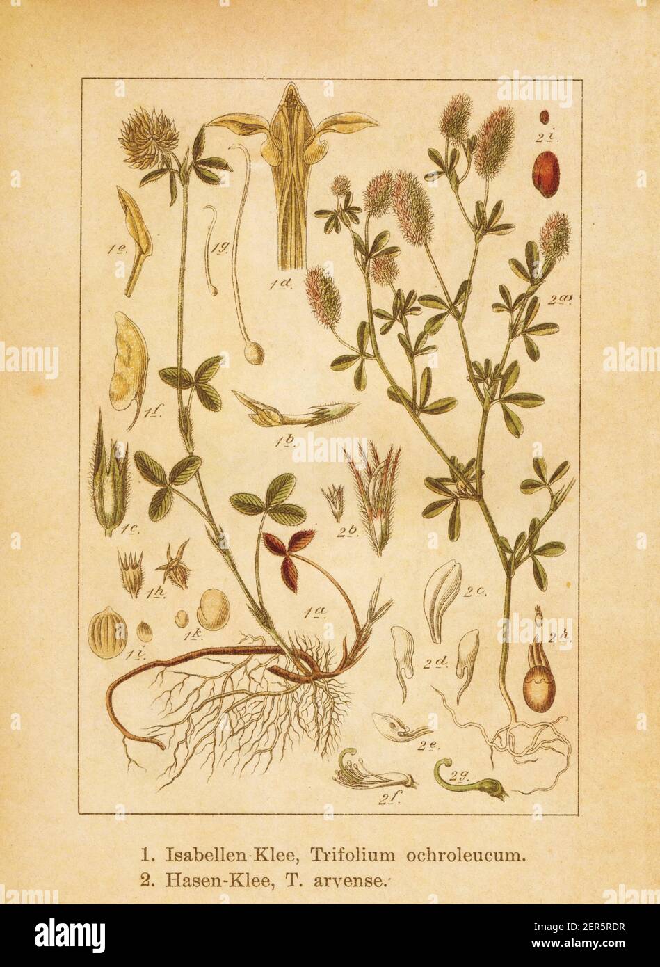 Antique illustration of a trifolium ochroleucum (also known as sulphur clover) and trifolium arvense (also known as rabbitfoot clover, haresfoot clove Stock Photo
