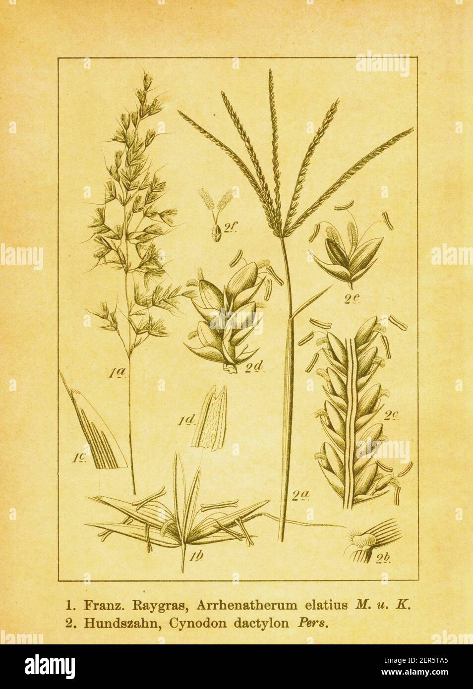 Antique 19th-century engraving of tall oatgrass and Bermuda grass. Illustration by Jacob Sturm (1771-1848) from the book Deutschlands Flora in Abbildu Stock Photo