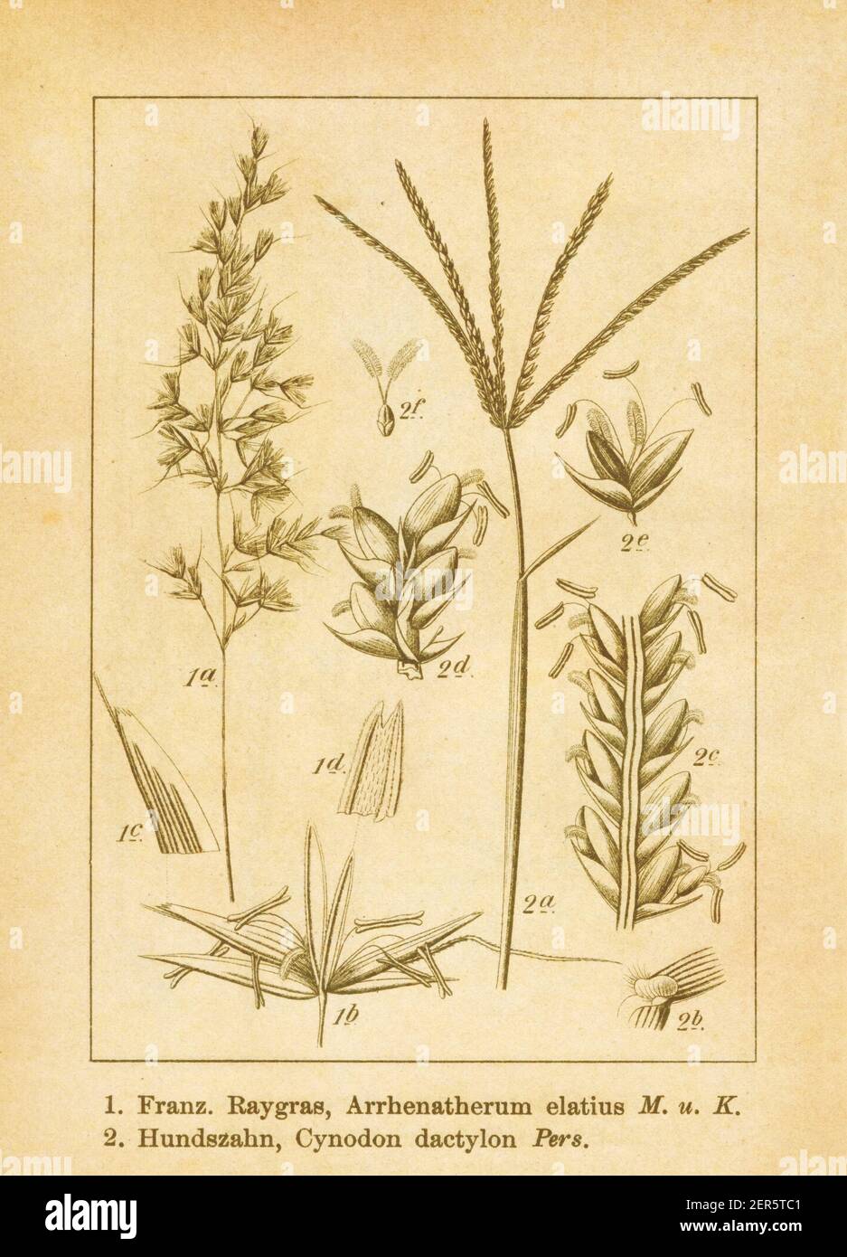 Antique illustration of an arrhenatherum elatius (also known as tall oatgrass, false oatgrass, tall meadow oat, onion couch or tuber oatgrass) and cyn Stock Photo