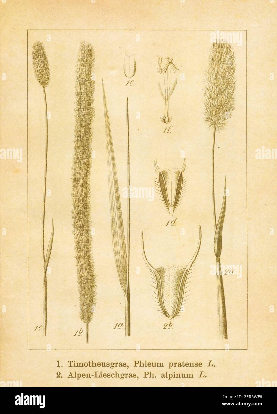 Antique illustration of a phleum pratense (also known as timothy grass) and phleum alpinum (also known as alpine timothy). Engraved by Jacob Sturm (17 Stock Photo