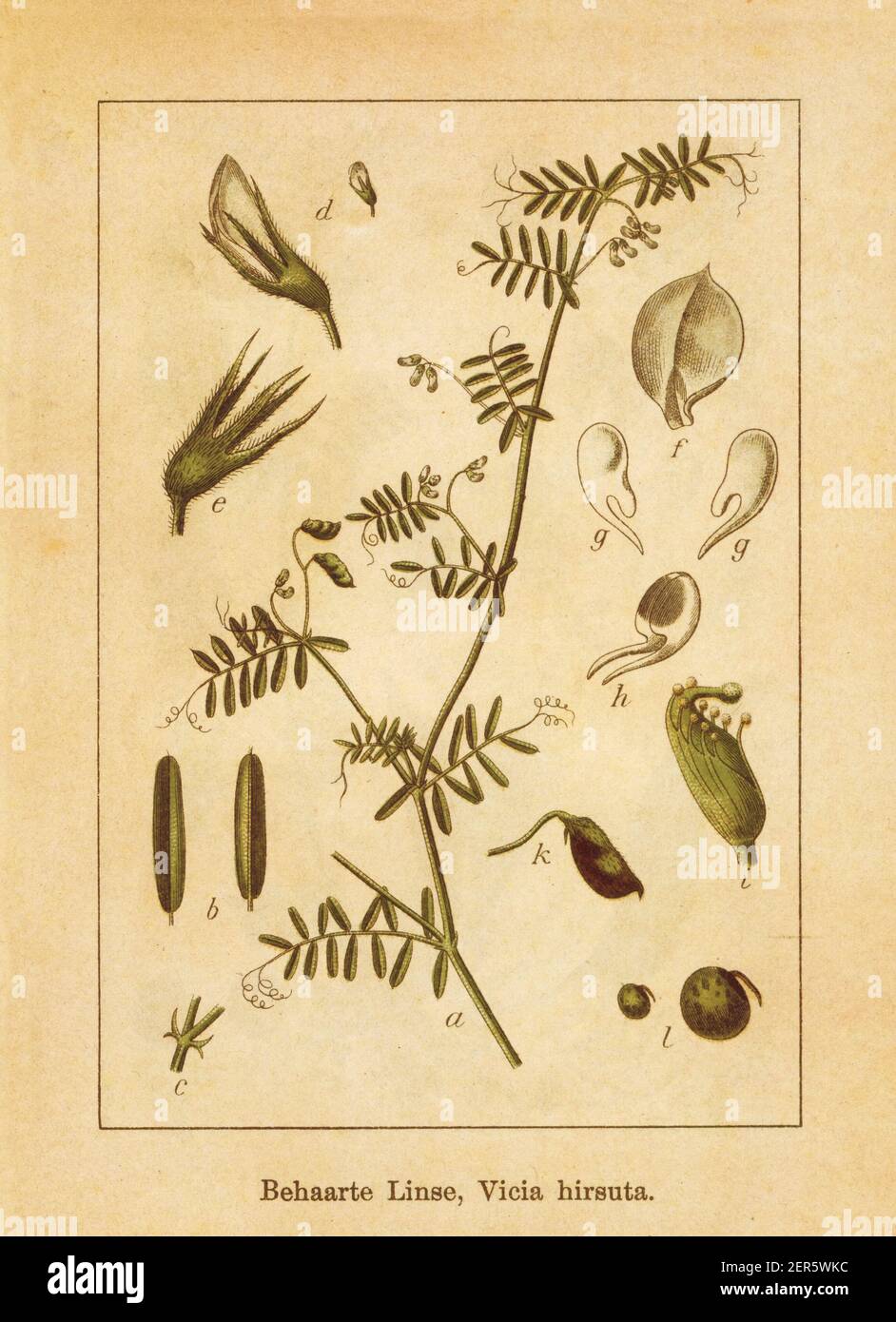 Antique illustration of a vicia hirsuta, also known as tiny vetch, hairy tare or hairy vetch. Engraved by Jacob Sturm (1771-1848) and published in the Stock Photo