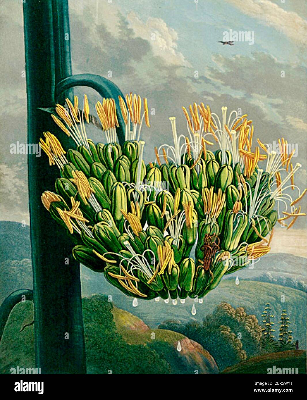 Philip Reinagle artwork entitled Agave or American Aloe from The Temple of Flora by Robert John Thornton. Stock Photo