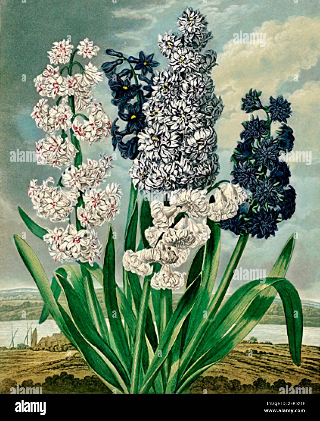 Thomas Warner artwork called Hyacinths from The Temple of Flora by Robert John Thornton. Stock Photo