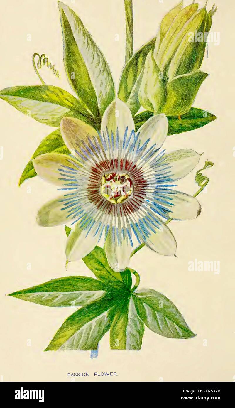 Top more than 70 passion fruit flower tattoo in.eteachers