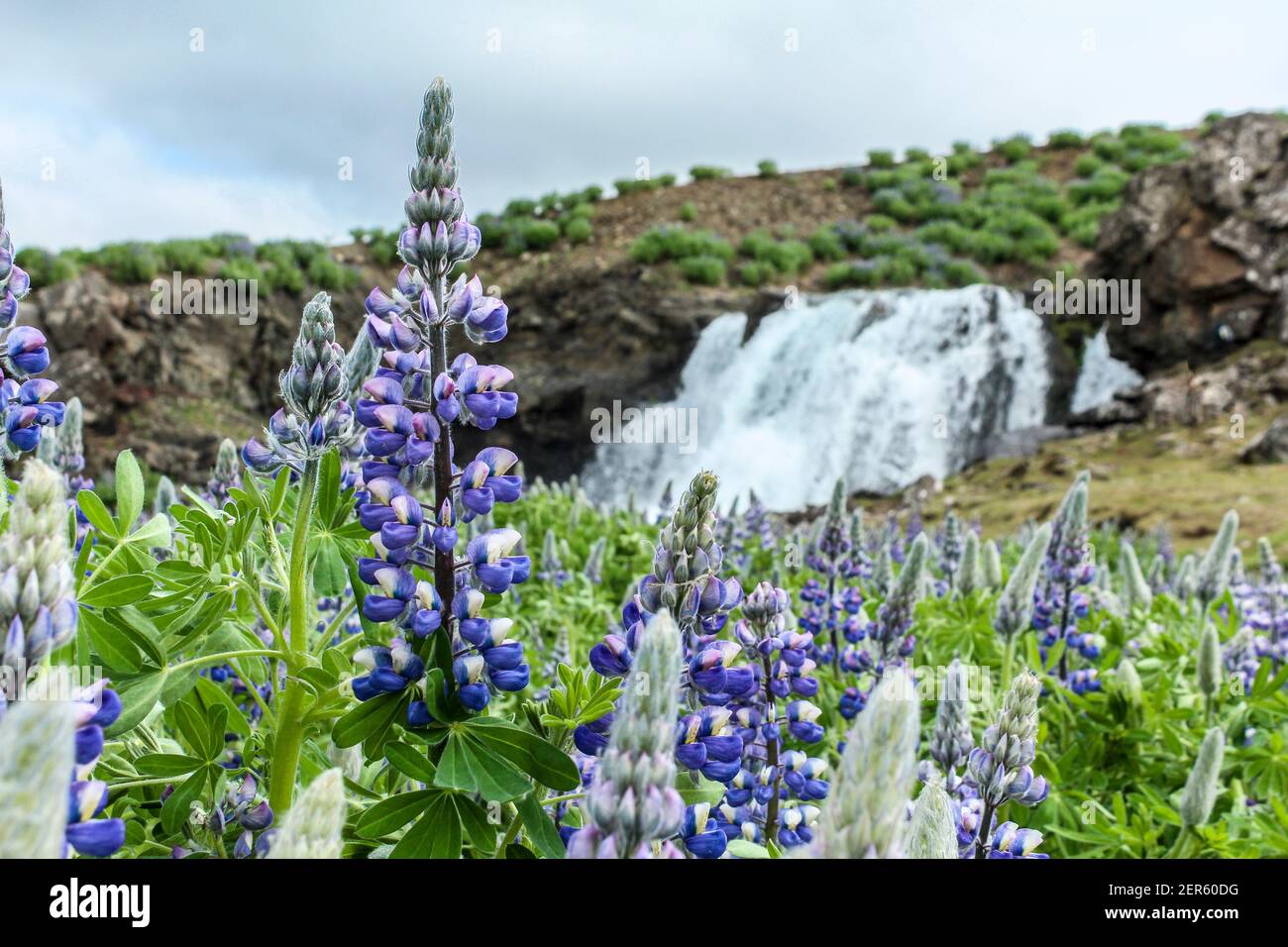 Arctic lupines in front of Hvalfjordur waterfall in Iceland Stock Photo